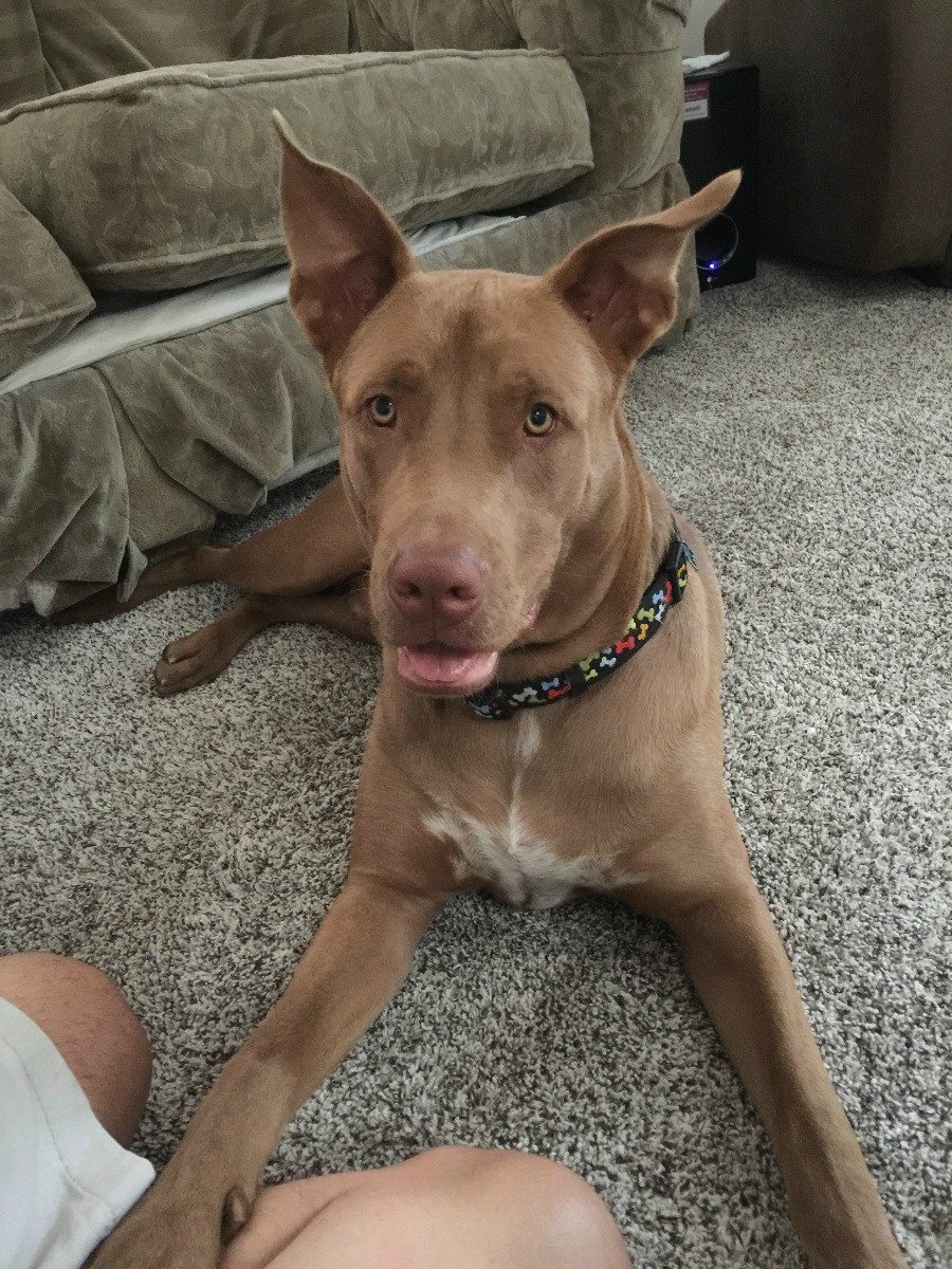 What Breed Is My Dog? ThriftyFun