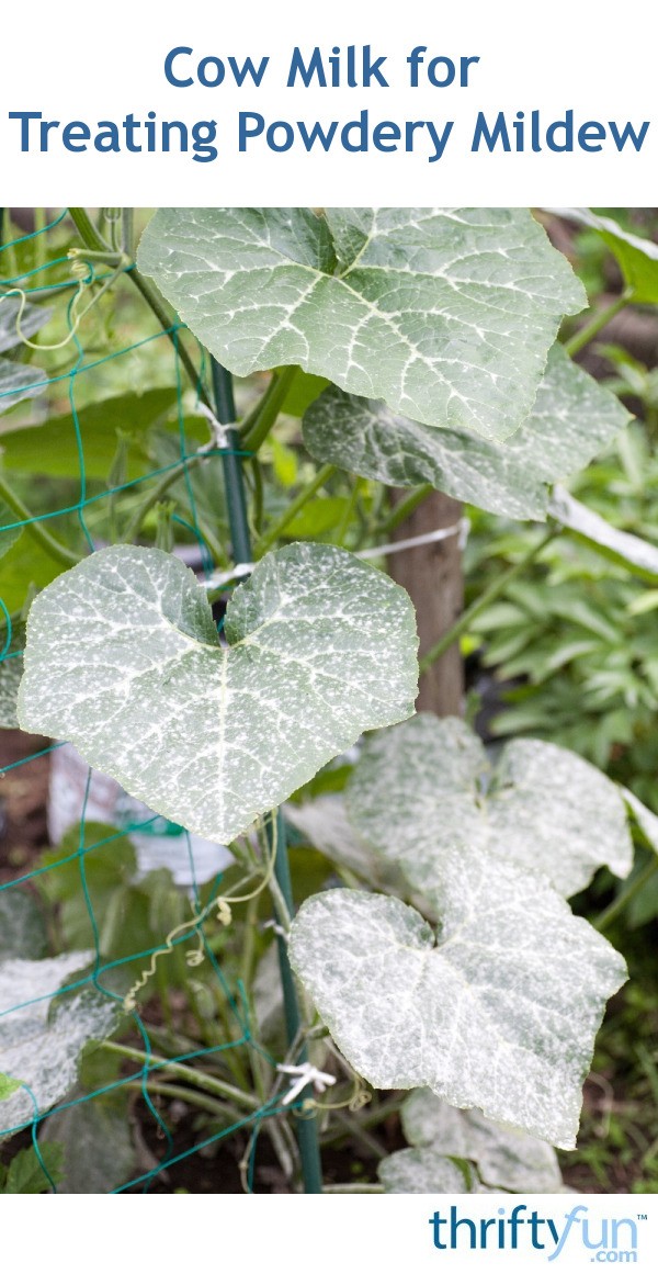 Milk for Treating Powdery Mildew | ThriftyFun