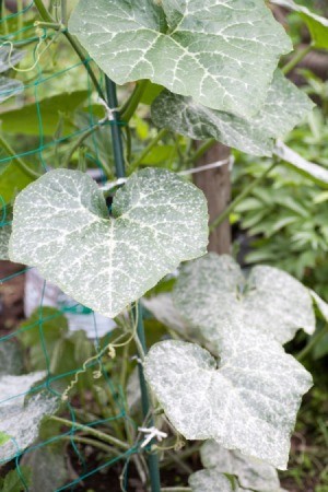 powdery mildew on plant leaves