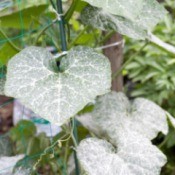 powdery mildew on plant leaves