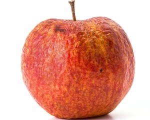 Old apple isolated against a white background