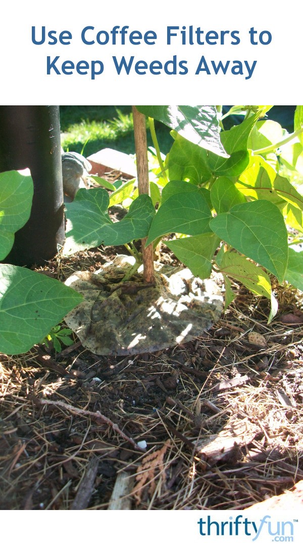 Use Coffee Filters to Keep Weeds Away ThriftyFun