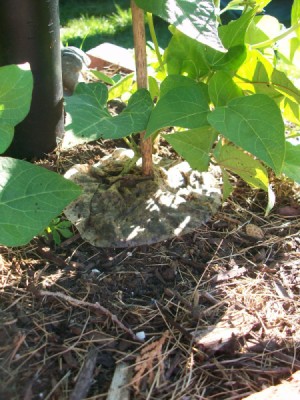 coffee filter around base of plant