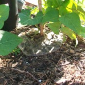 coffee filter around base of plant