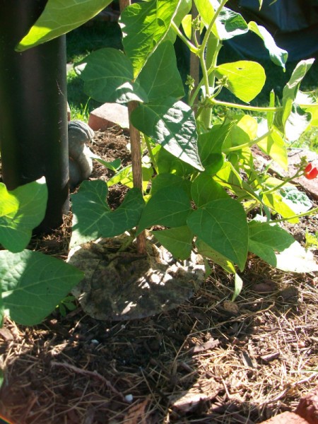 Use Coffee Filters to Keep Weeds Away