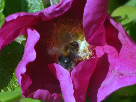 Bumble Bee and Rosa Rugosa