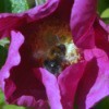 Bumble Bee and Rosa Rugosa