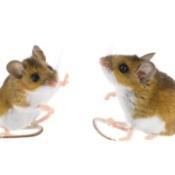 Two deer mice isolated on white