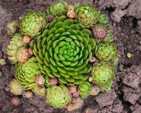 Hens and Chicks plant