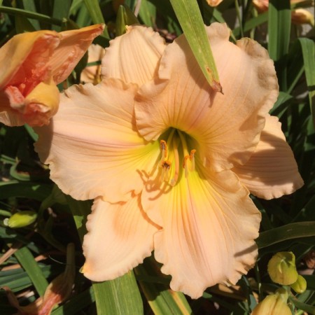 Apricot Daylily