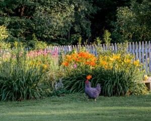 Chicken walking along side a flower bed