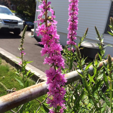 invasive weed in flower garden