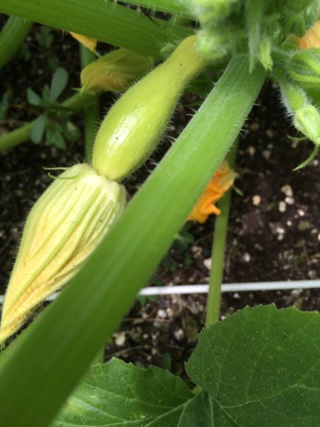 small yellow squash with flower still attached