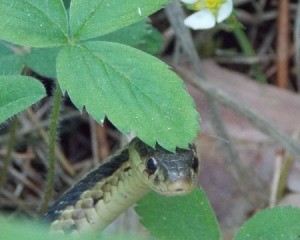 Garter snake peeking out from under a strawberry plant leaf
