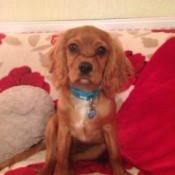 puppy on red bedding