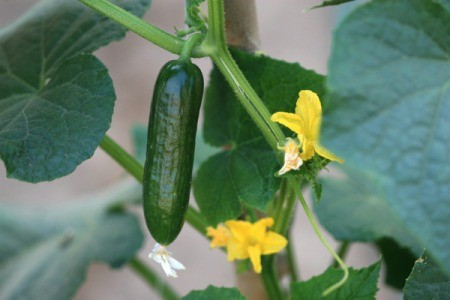 Cucumber growing on plant