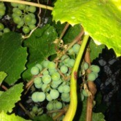 closeup of green berries