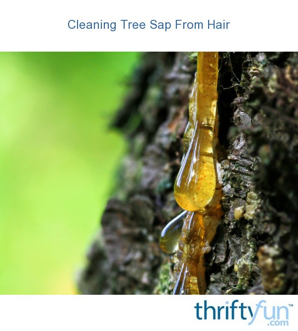 Cleaning Tree Sap From Hair ThriftyFun