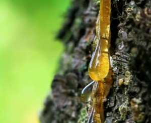 Tree sap running down the bark of a tree