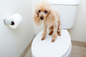 Poodle standing on top of a closed toilet