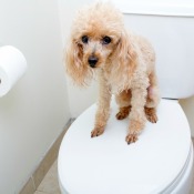 Poodle standing on top of a closed toilet