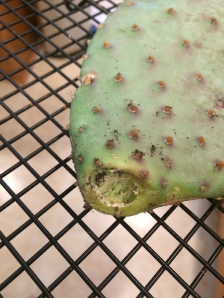 Rooting a Cactus Pad