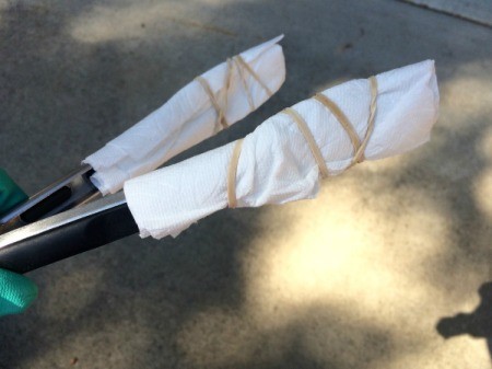 Rooting a Cactus Pad