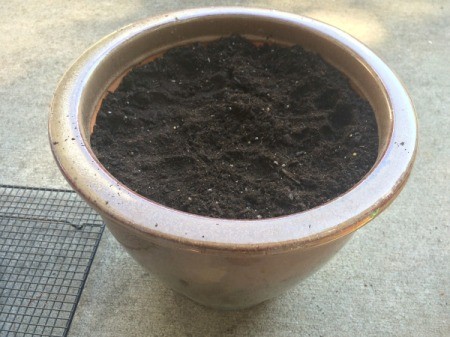 Rooting a Cactus Pad