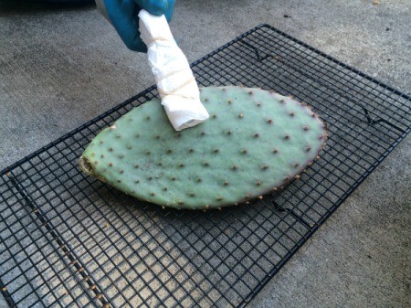 Rooting a Cactus Pad