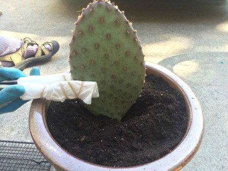 Rooting a Cactus Pad