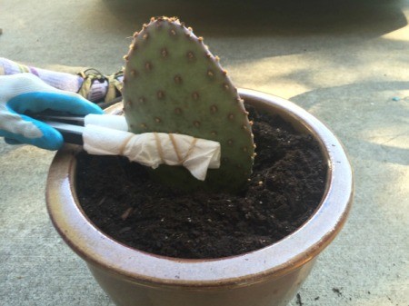 Rooting a Cactus Pad