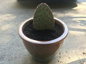 Rooting a Cactus Pad