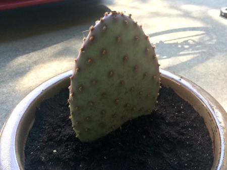 Rooting a Cactus Pad