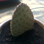 Rooting a Cactus Pad