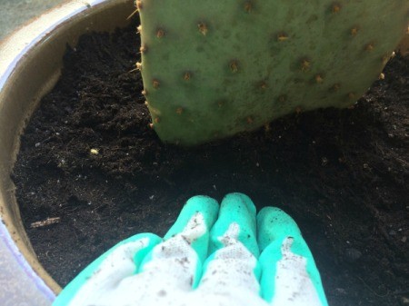 Rooting a Cactus Pad