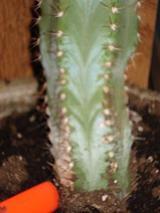 Saving My Broken Cactus