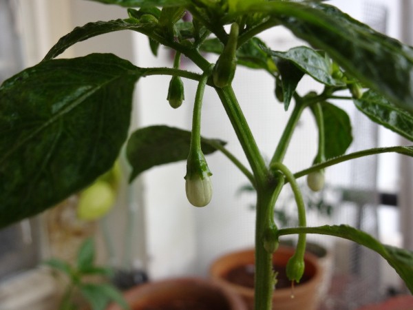 How to Grow Chillies