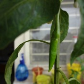 How to Grow Chillies