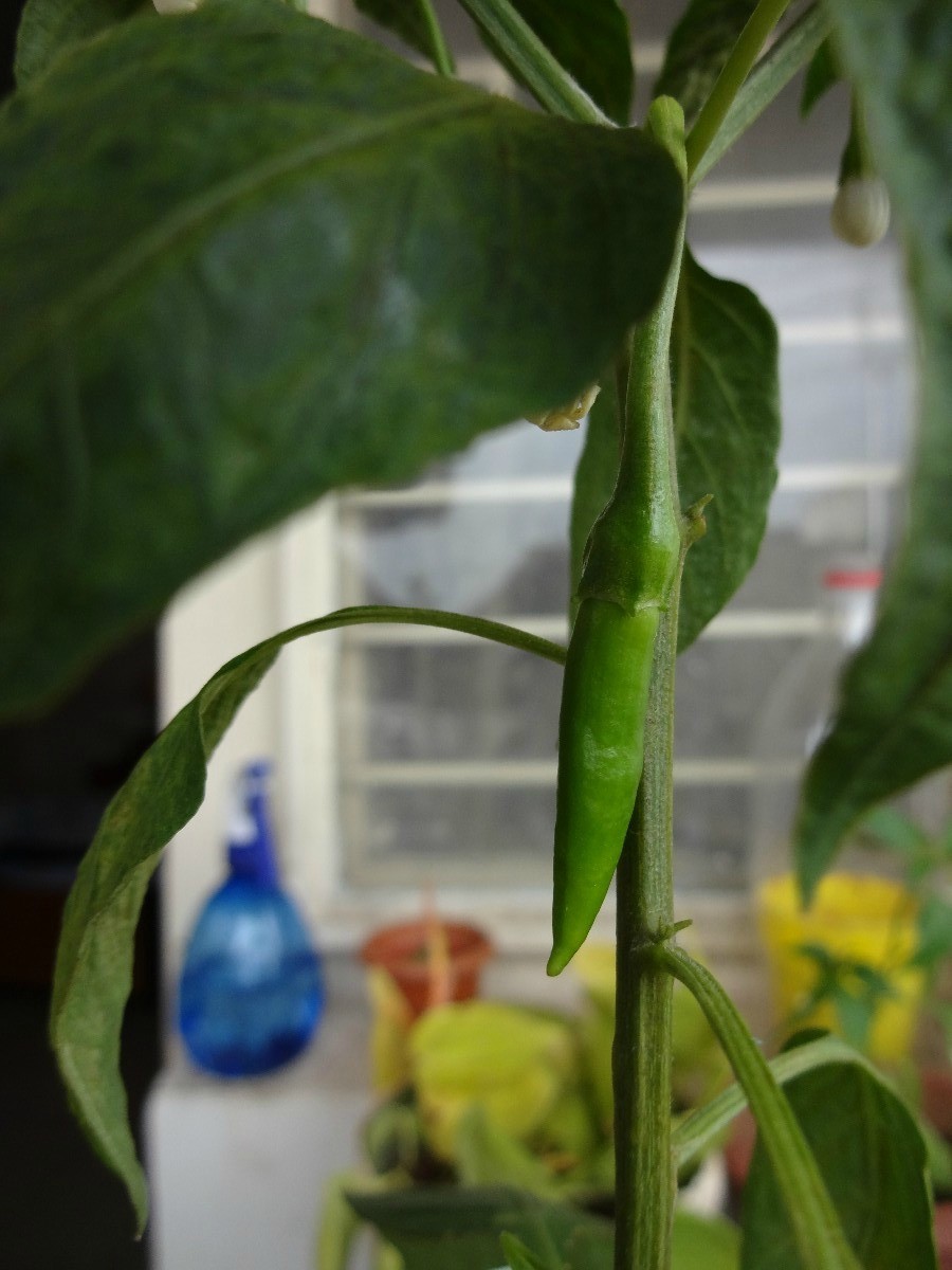 How to Grow Chillies ThriftyFun