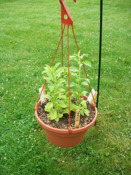 A stevia plant growing outside in a container.