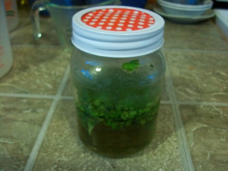 Add stevia leaves to water and let sit.
