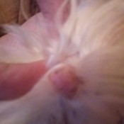 Lump on back of dogs leg above paw