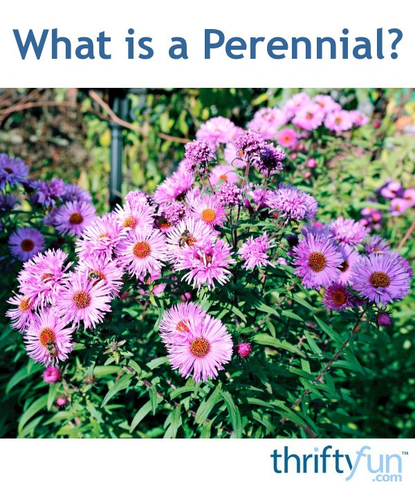 What Is The Word Perennial Mean