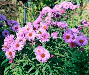 perennial asters