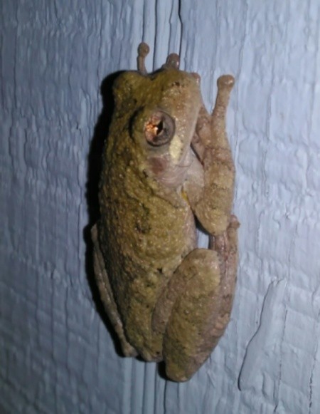 Spring Peeper Frog Rendezvous