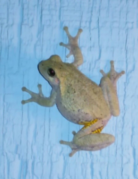 Spring Peeper Frog Rendezvous