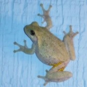 Spring Peeper Frog Rendezvous