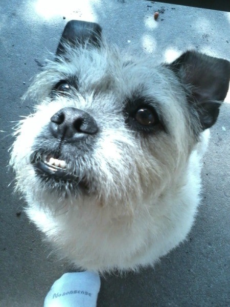 Wednesday (Pug/Wheaten Terrier)