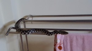 snake on curtain or towel rod