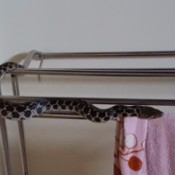 snake on curtain or towel rod